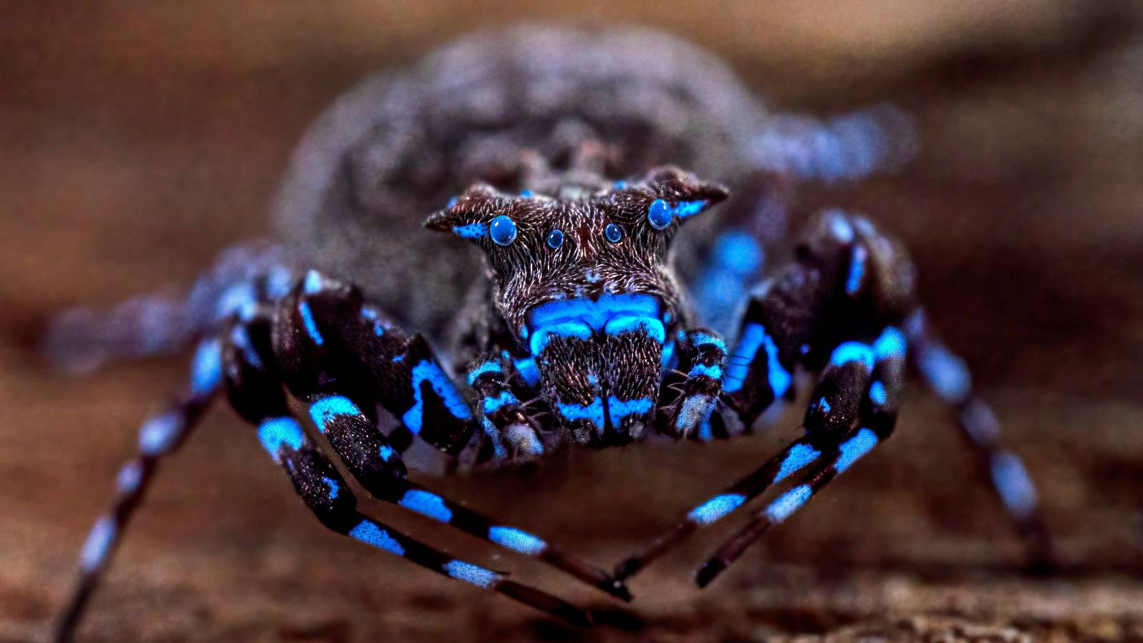 Hidden wonders of Angola: scientists discover dozens of new species on remote plateau