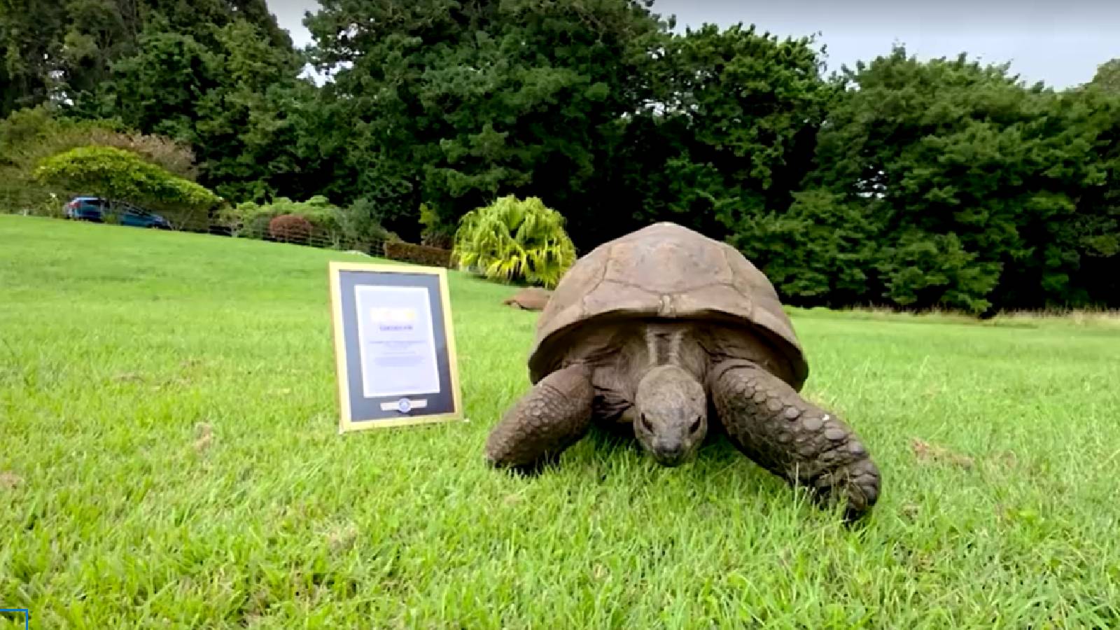 He took 194 years to get here: Jonathan the tortoise leads Guinness ICONS