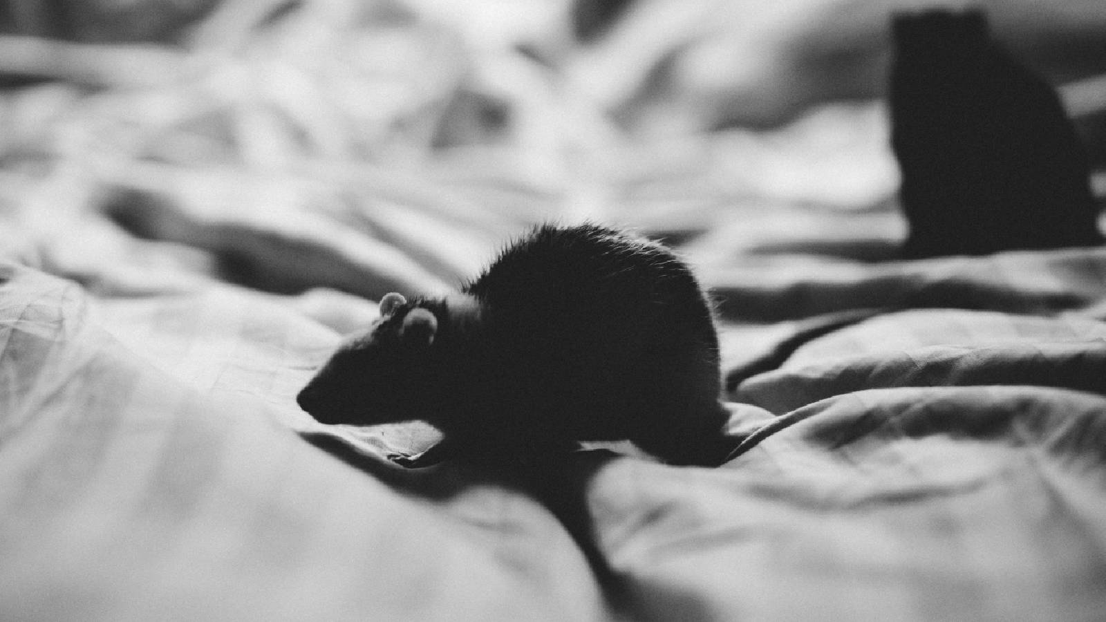 Canadian boy, 11, dies from rabies weeks after bat brushed his face