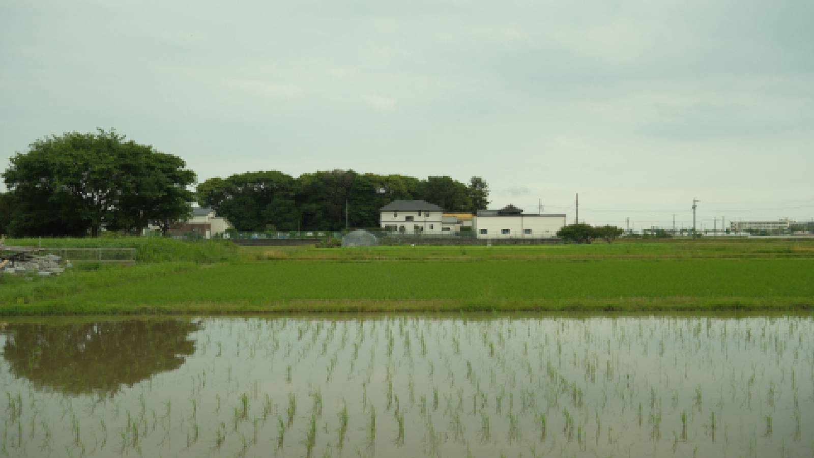 Paddy sowing down 13 per cent, total Kharif acreage falls 21 per cent due to low rainfall