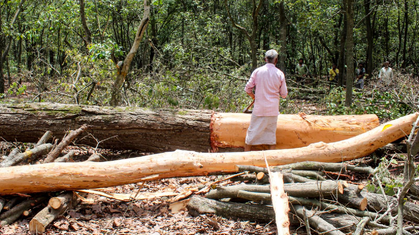 Tree-felling for Rishikesh-Bhaniyawala project intensifies amidst protests