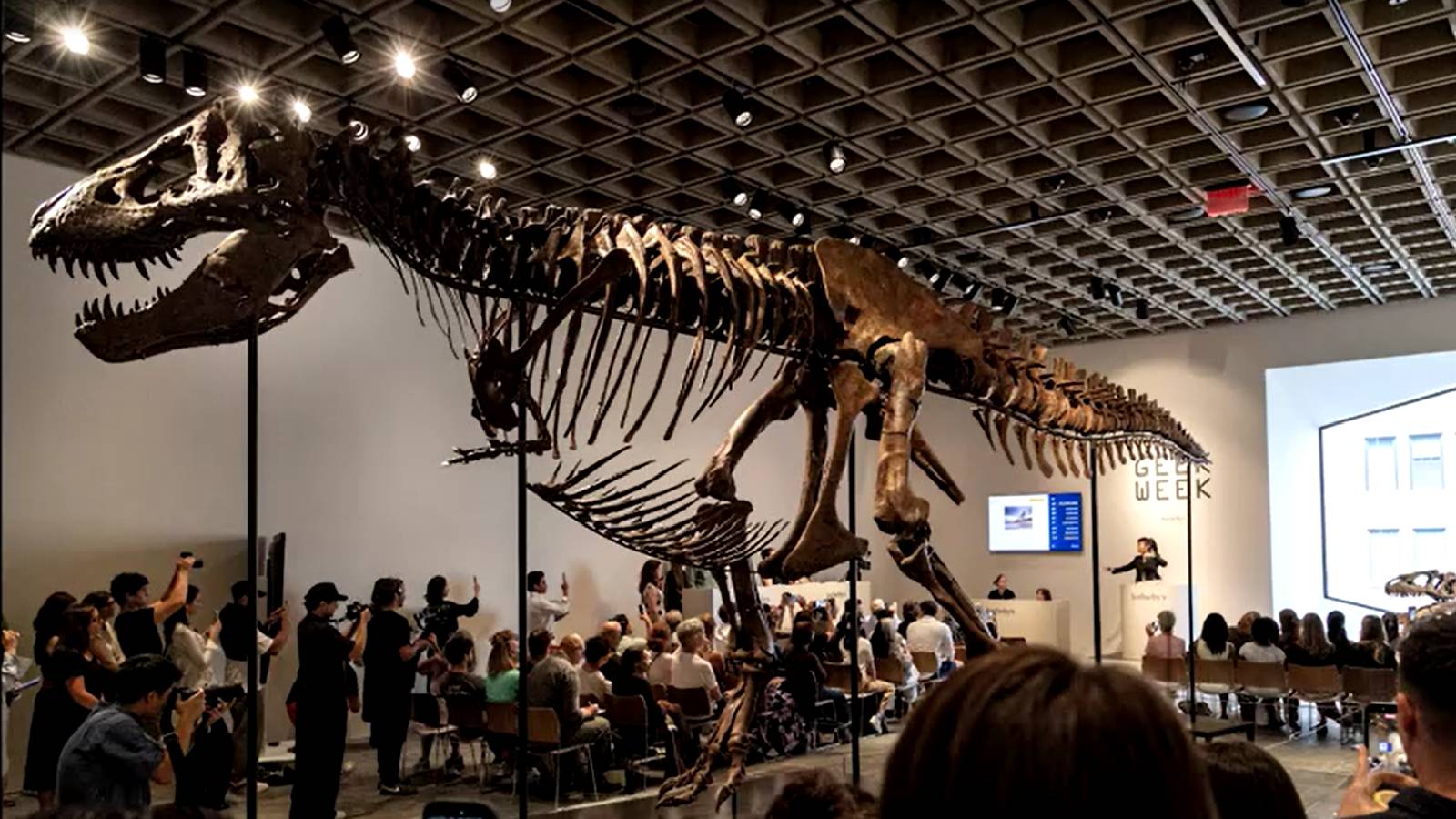 Who is Gus? The T. rex dinosaur that sold for more than $50 million