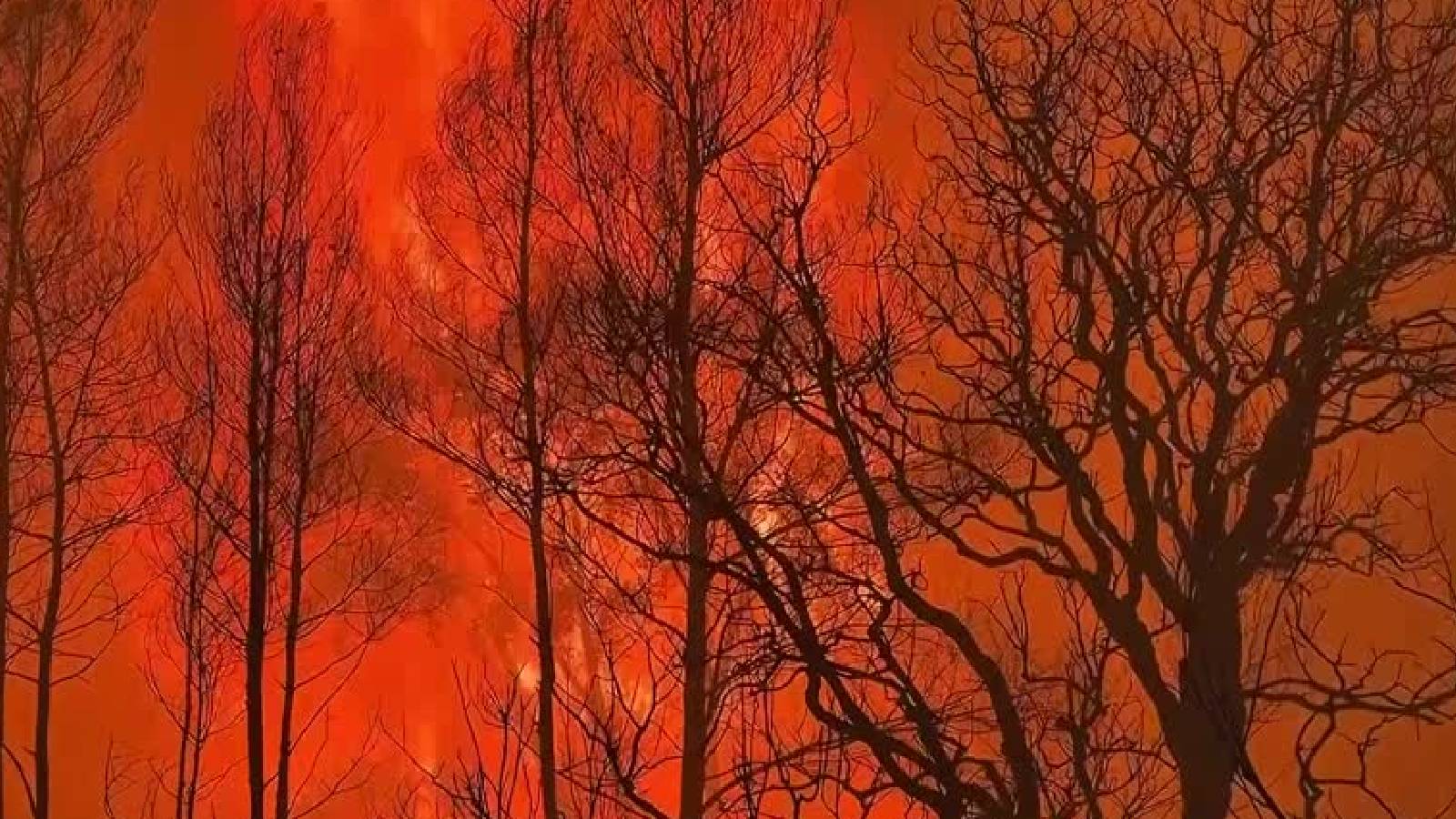 The science behind Canada's wildfires and why Trump is wrong| Explained