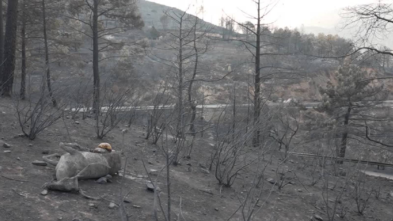 Wildlife suffers and dies as wildfire burns near Madrid and Bordeaux