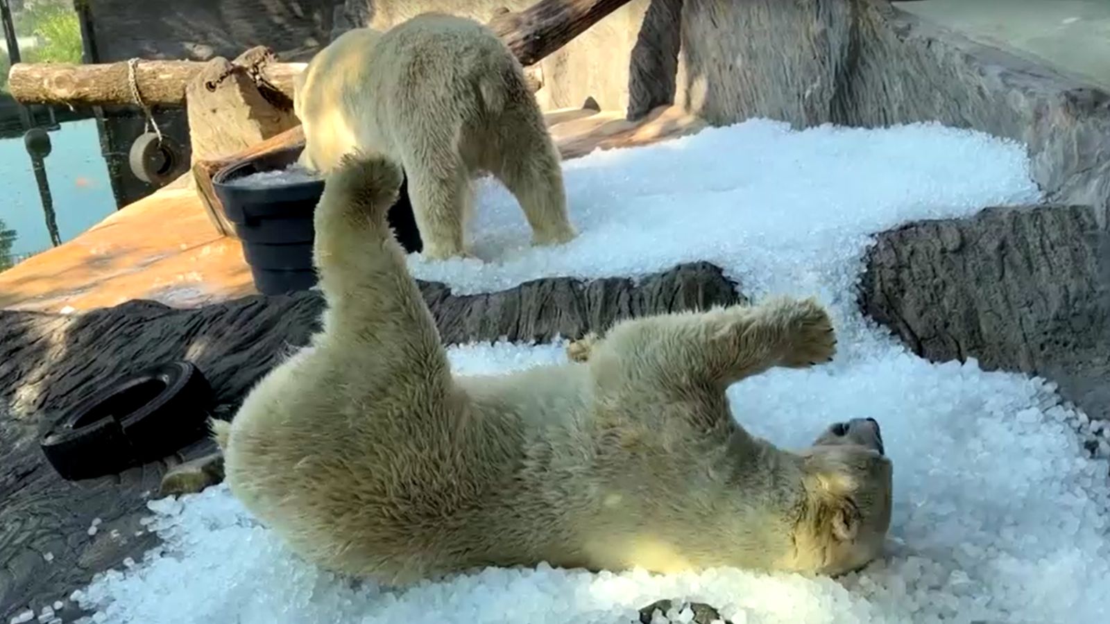 Prague Zoo uses ice to help animals beat Europe heatwave