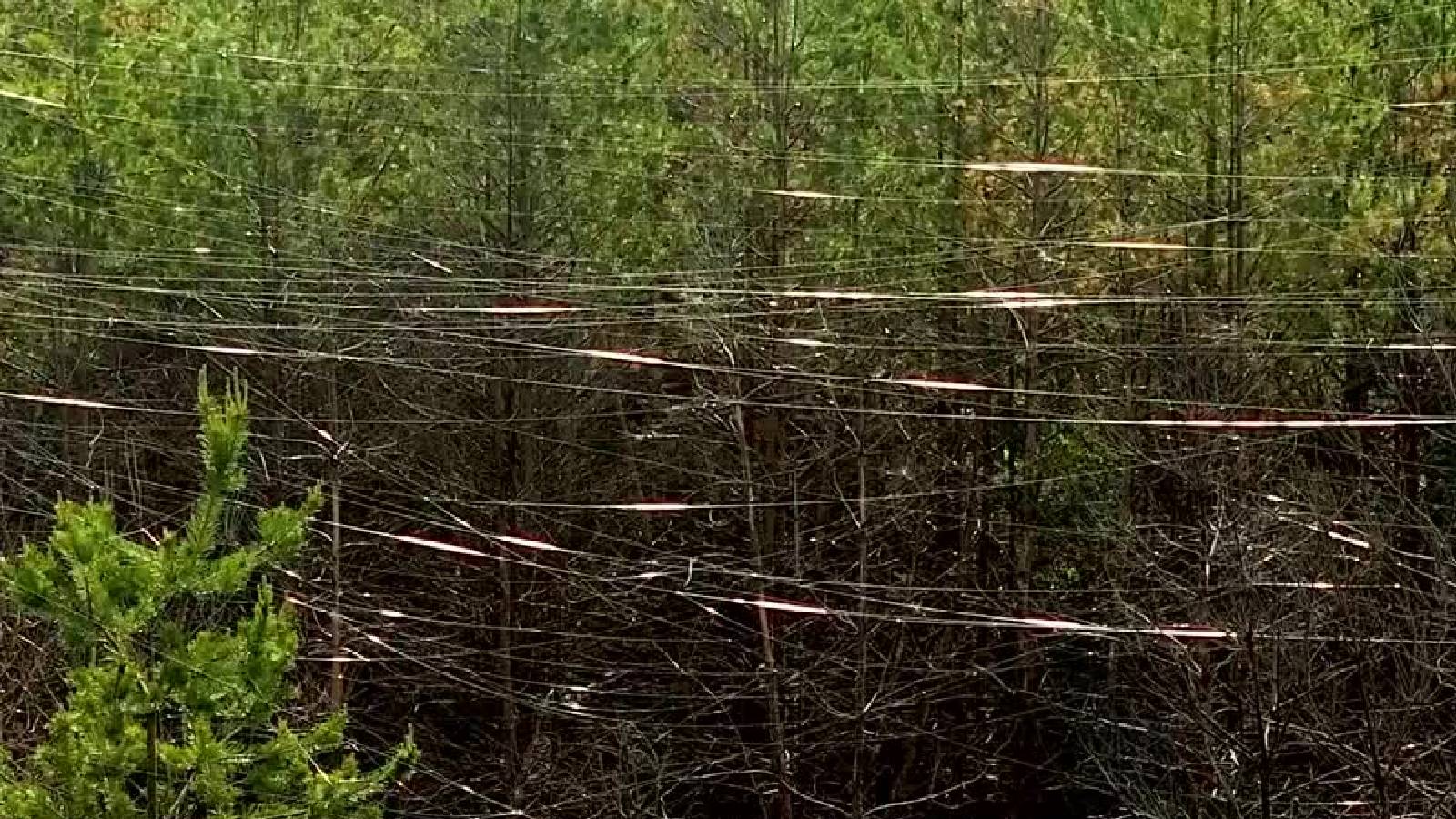 Ukraine releases video of fibre-optic cables left in forests by FPV drones