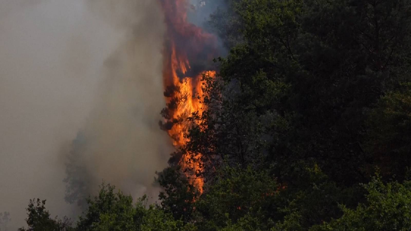Netherlands faces rare wildfire amid scorching heat