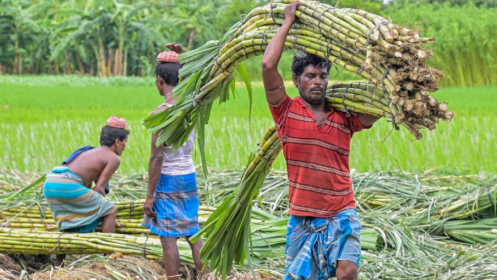 India government rejects ethanol link to surge in sugar prices