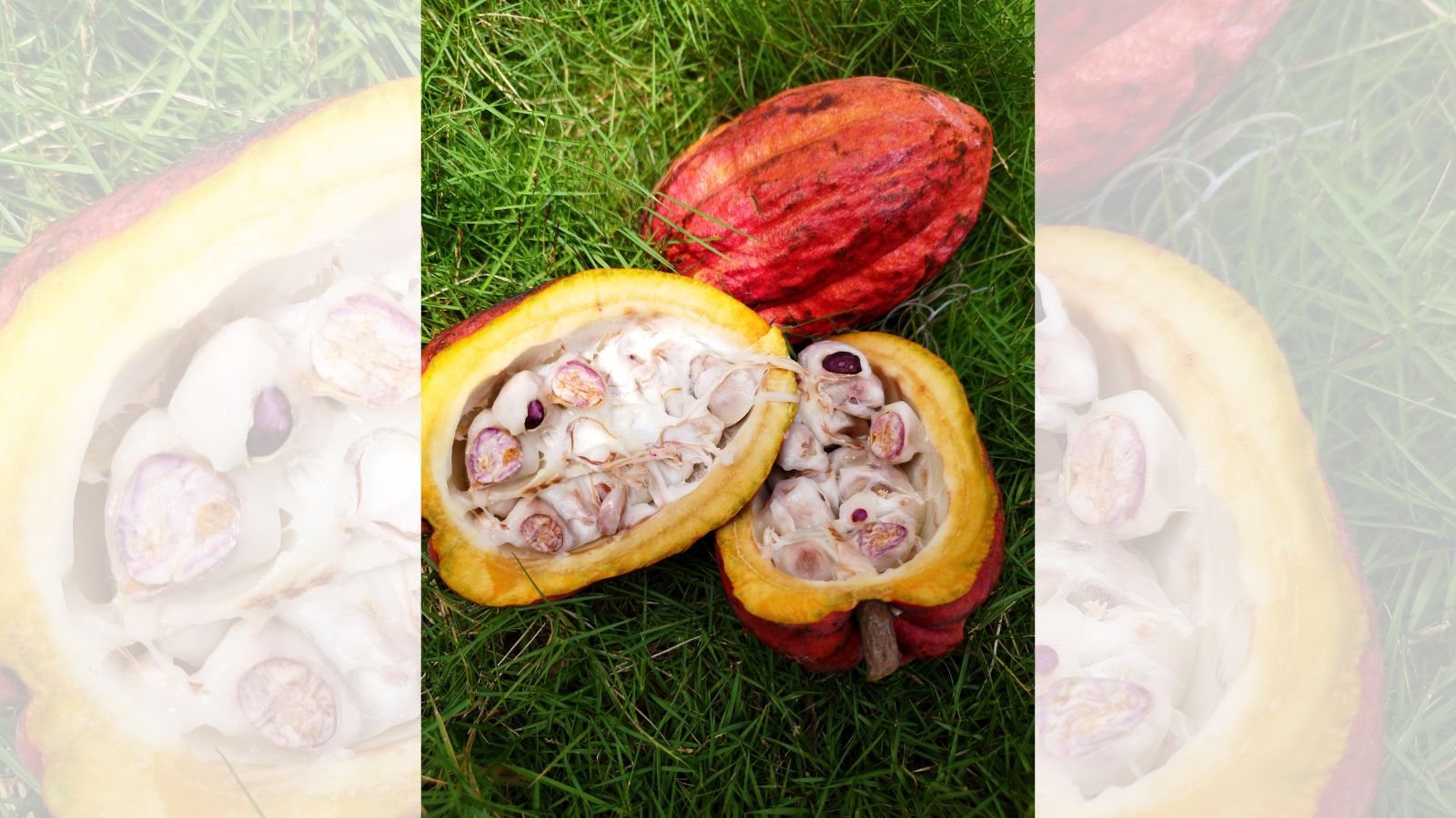Cacao pod from which chocolate is made. Photo: Pexels