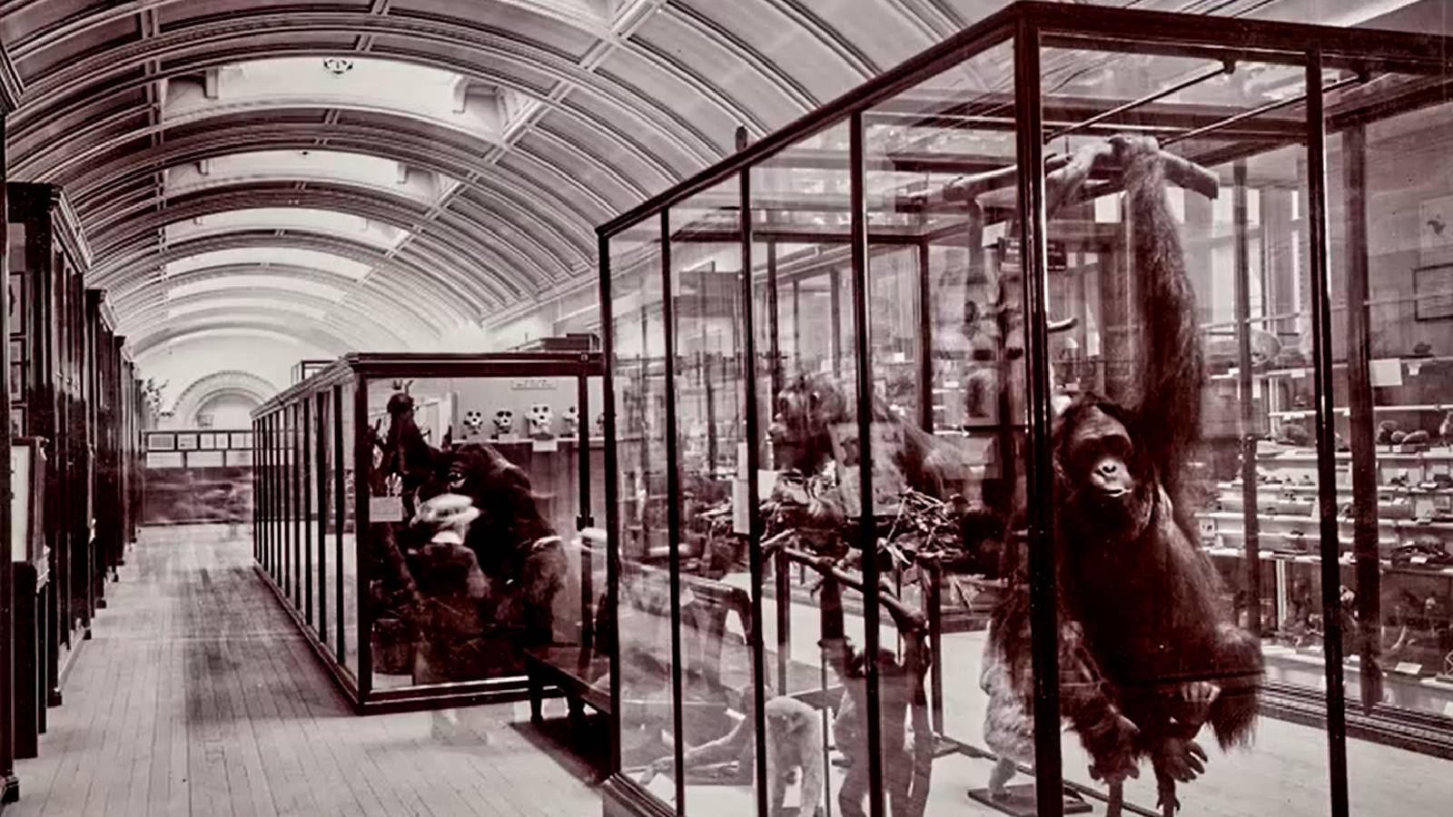 80 years later, London's forgotten gallery tells a new story about nature