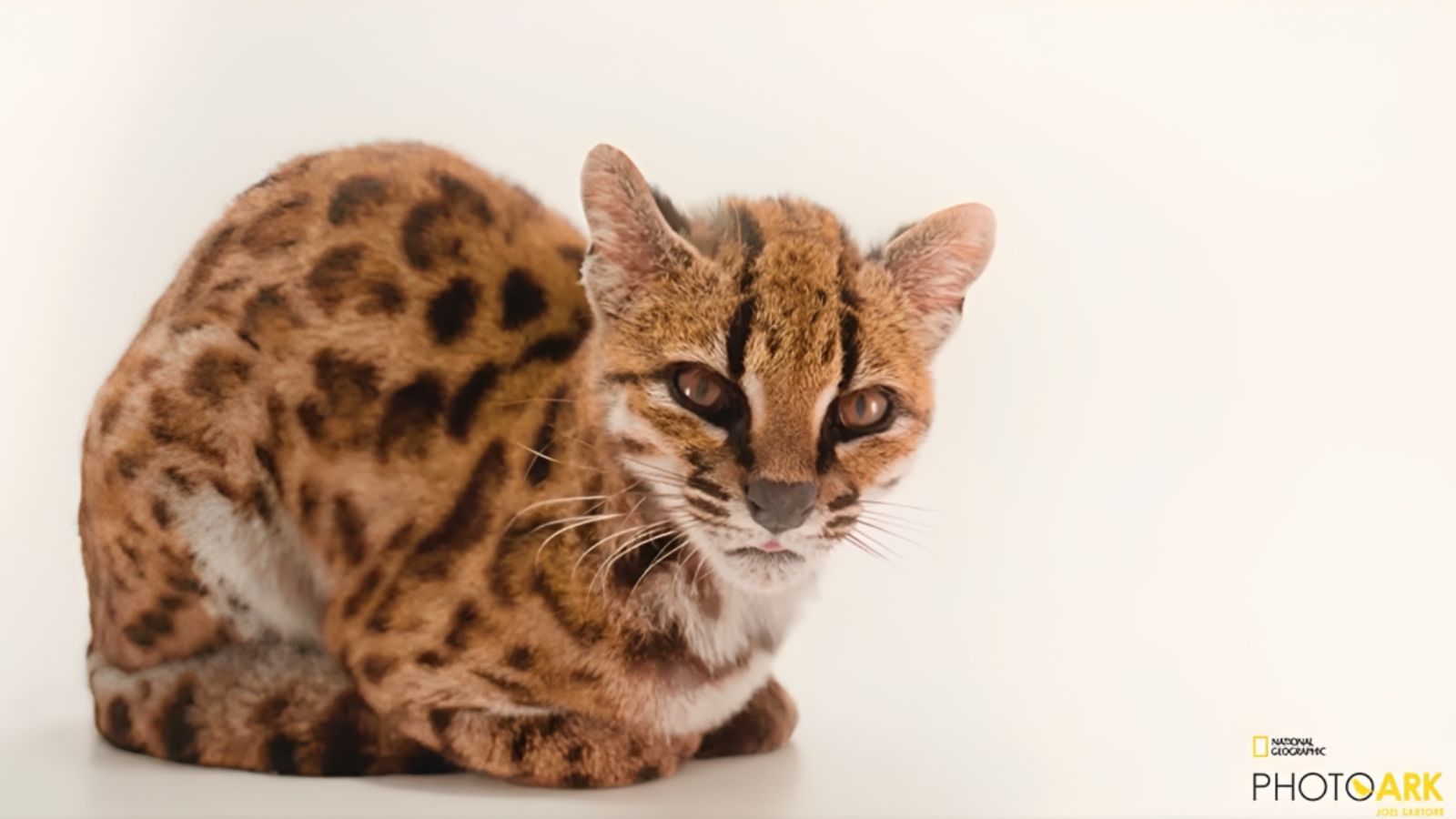 New wild cat species identified in Bolivia's cloud forests