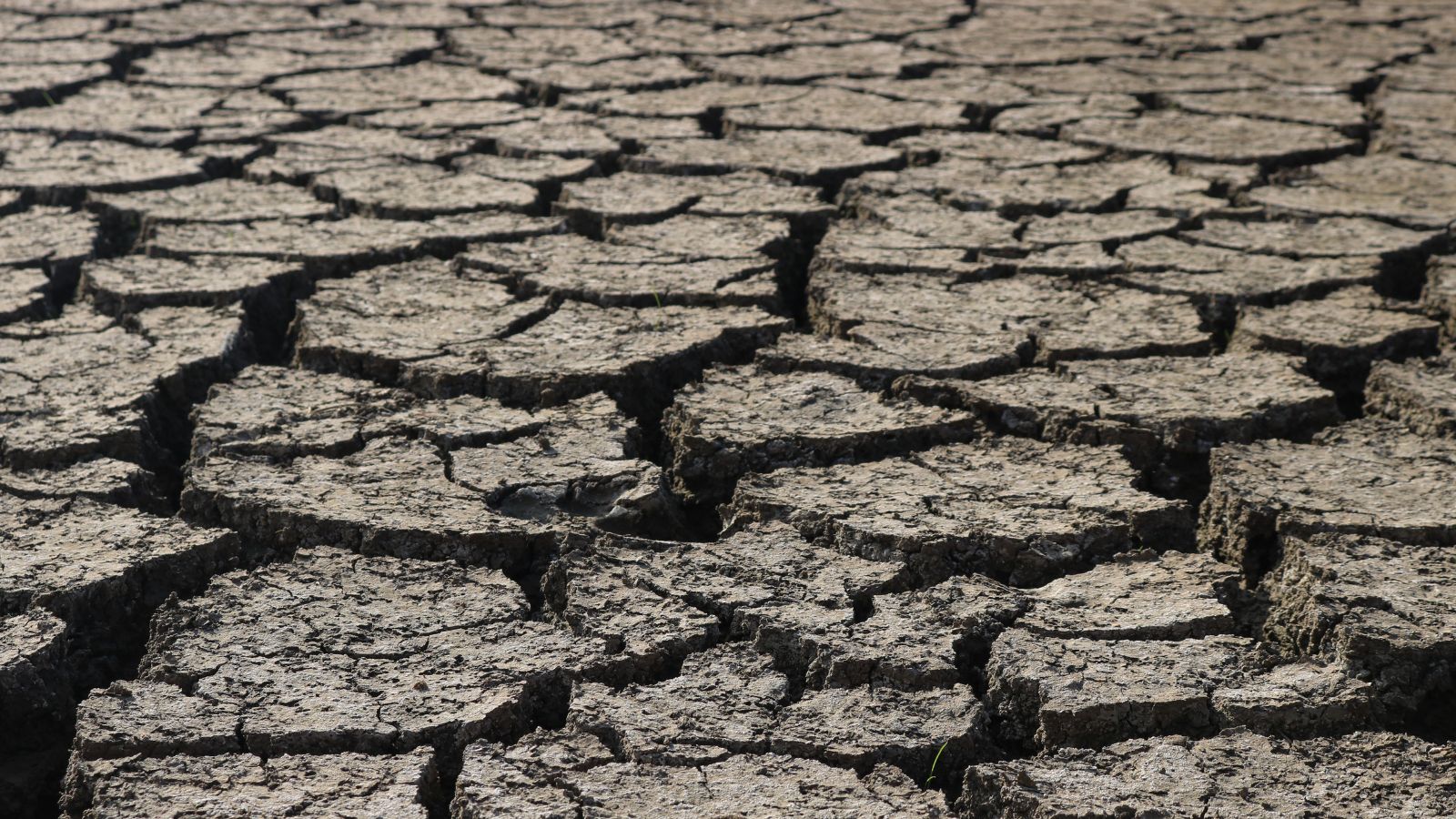 Maharashtra declares 265 of 358 talukas drought-affected, announces relief measures