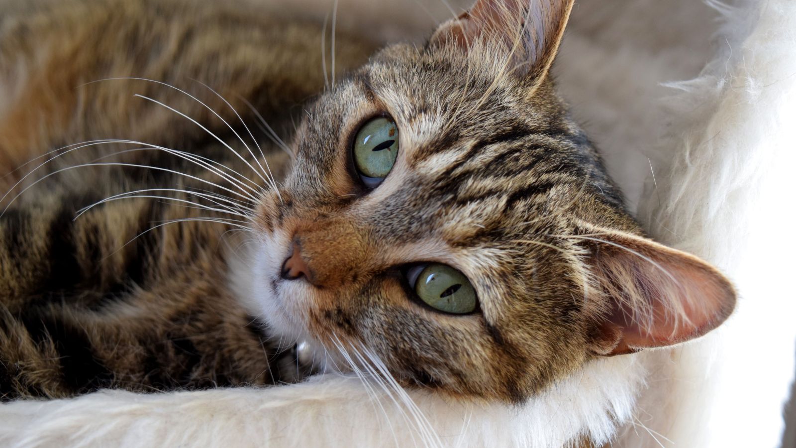 Study uncovers striking genetic similarities between cat and human cancers