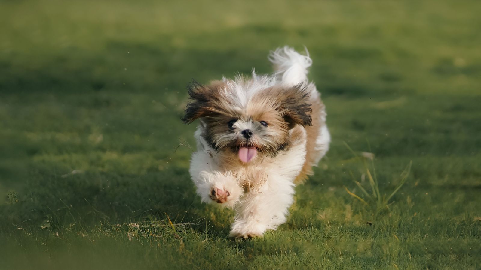 Dogs' brains may segment human speech into words like humans