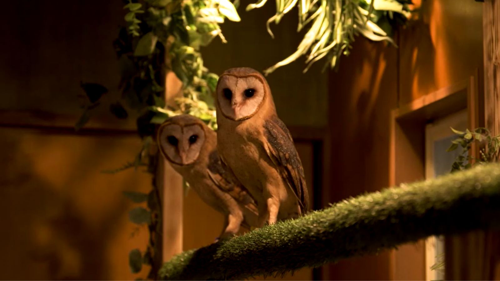 Japan launches first nationwide survey of animal cafes amid welfare concerns