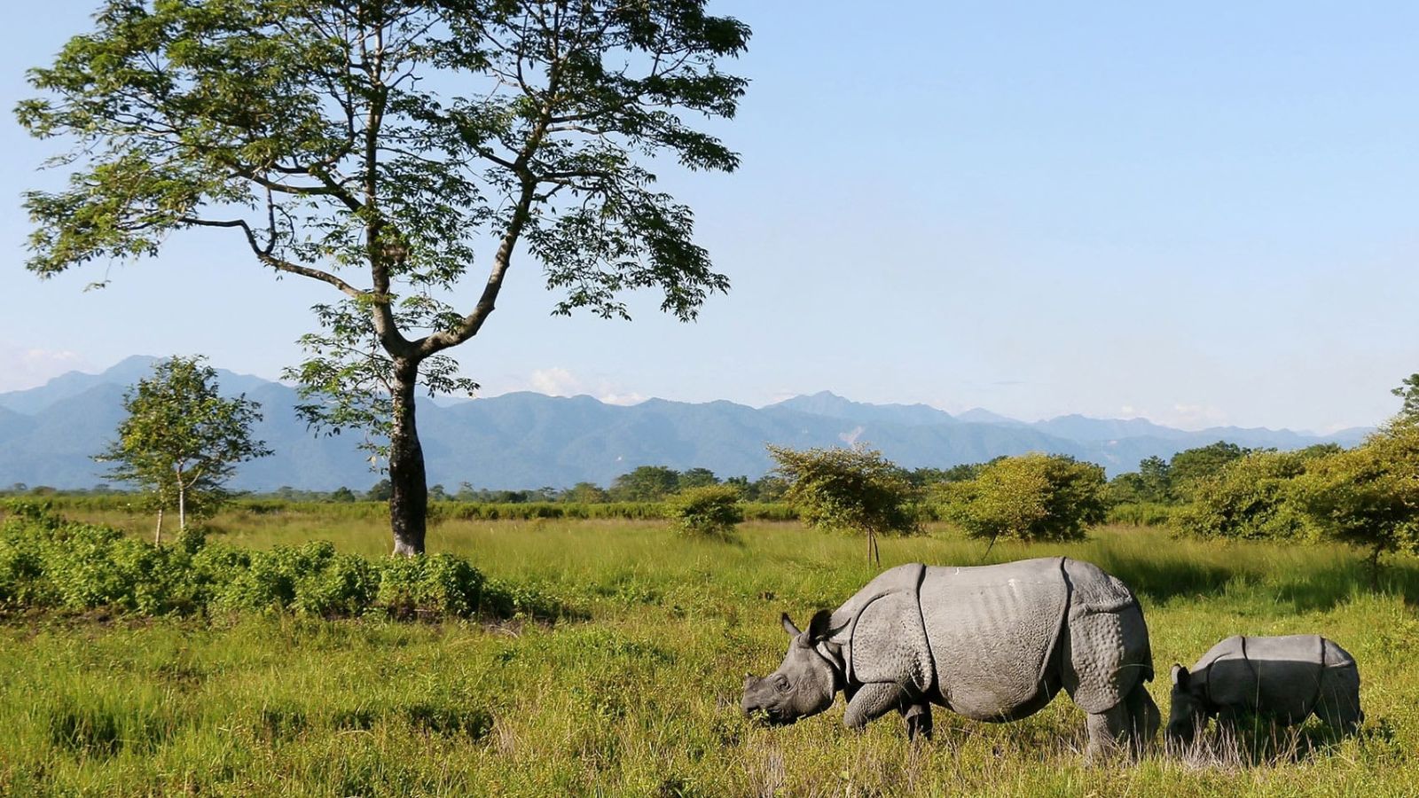 Manas National Park reopens for 2026–27 ecotourism season in Assam