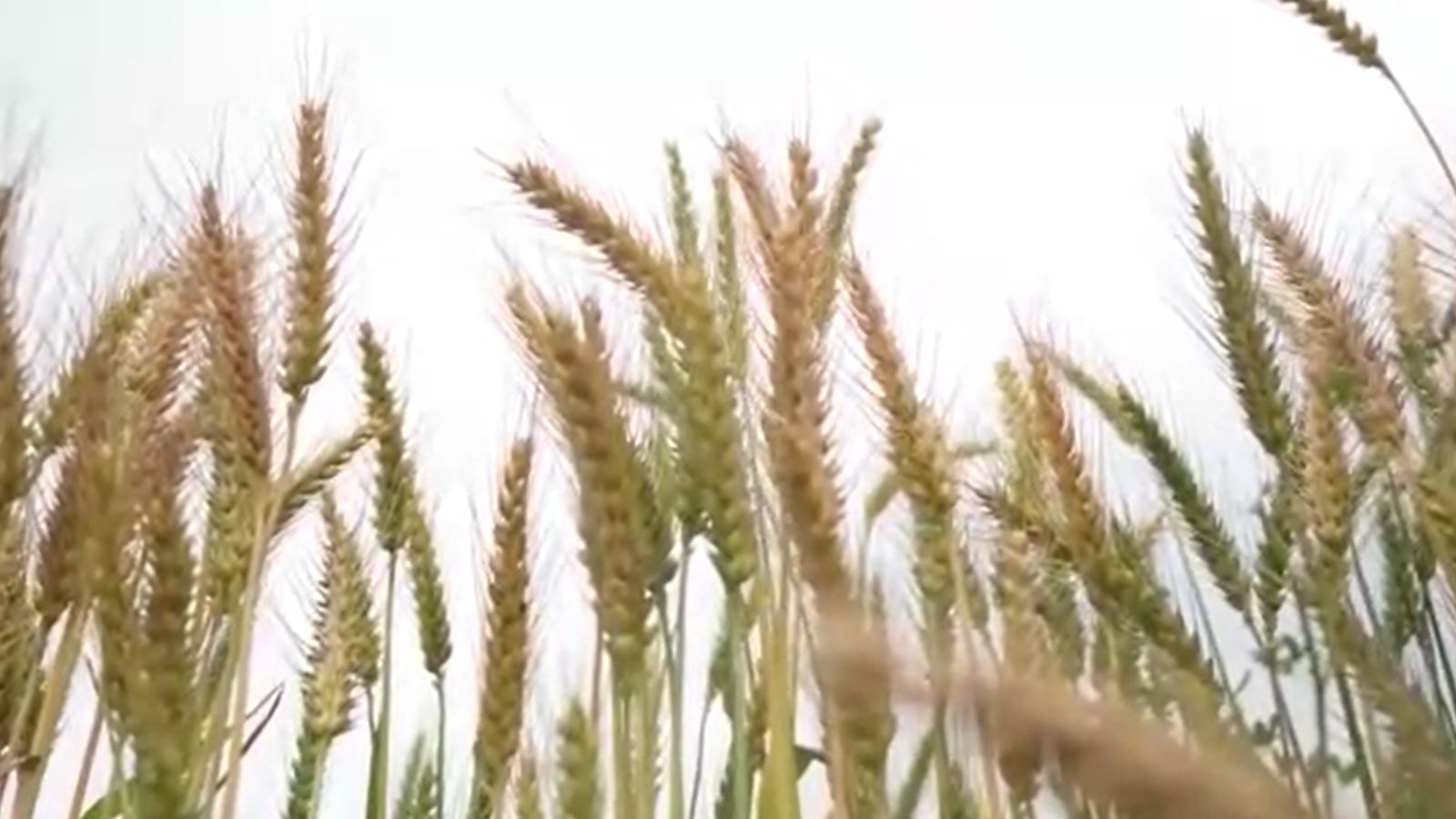 Global food prices reach highest level since November 2022: FAO