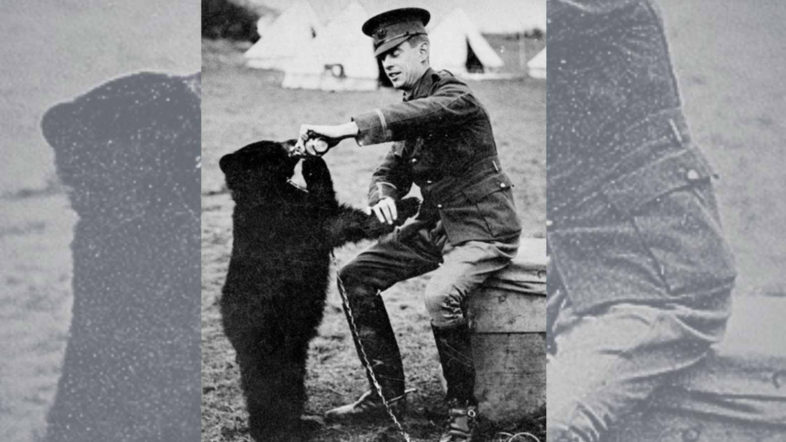 Moved by the cub’s plight, Colebourn bought her and named her Winnie. Photo: Wikimedia Commons