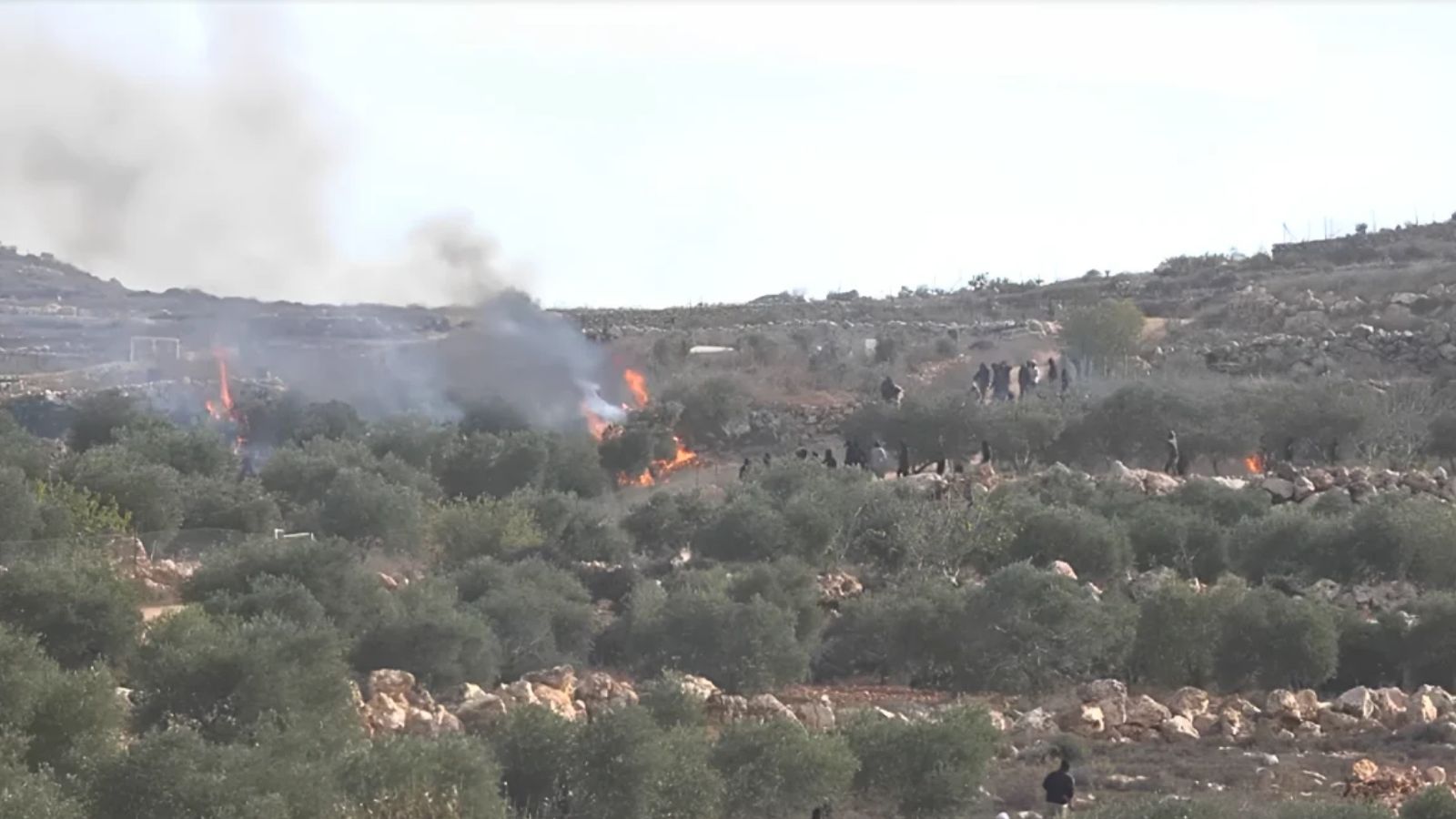 Israeli settlers attack West Bank olive harvest, injure journalist
