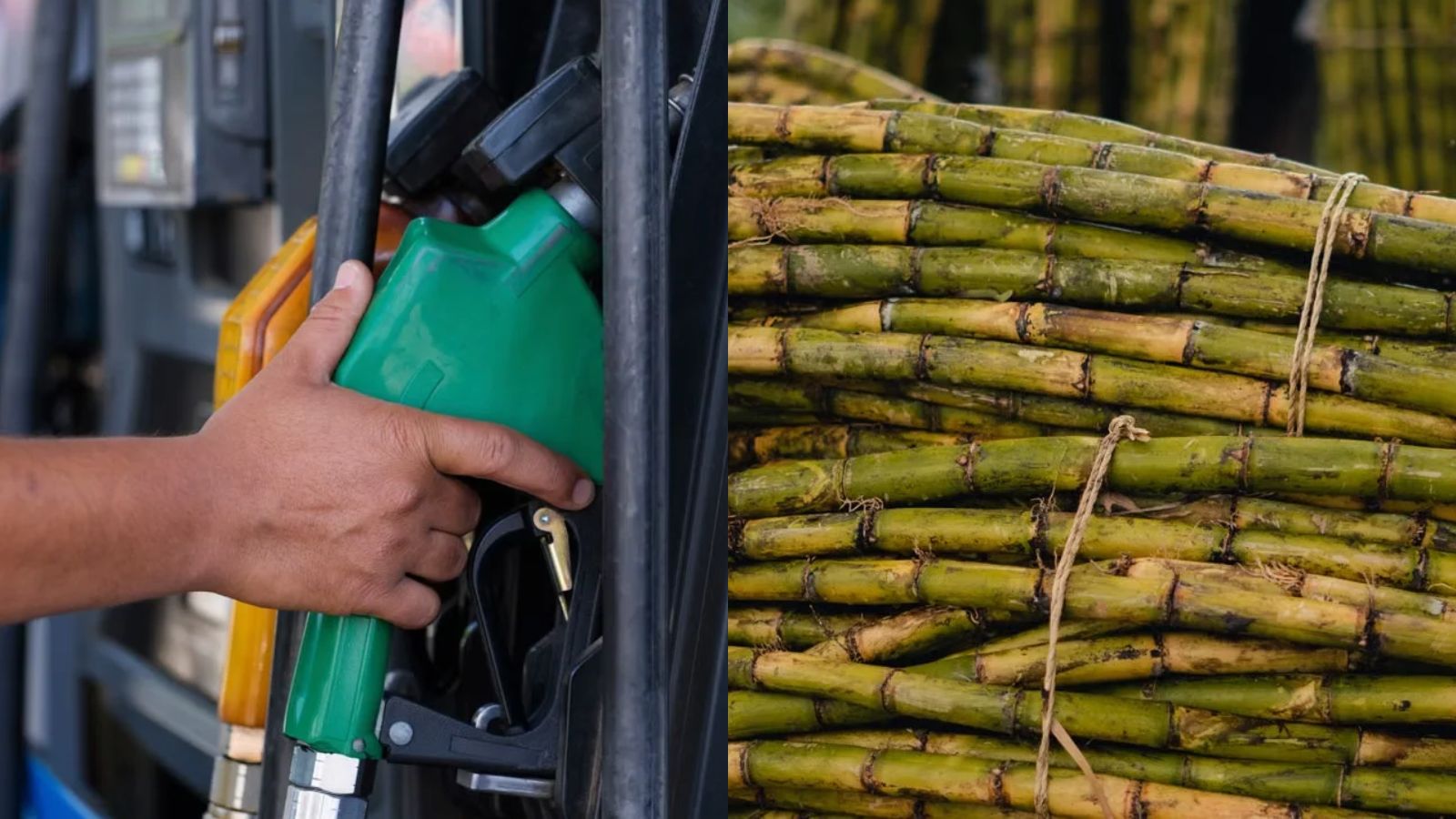 India bars sugar-based ethanol in 2026-27 petrol blending tender