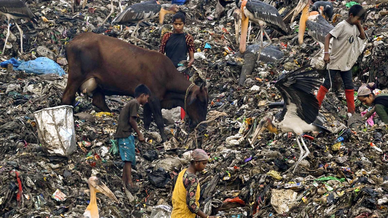 Gujarat court cites Manusmriti, sentences three men to life imprisonment for cow slaughter
