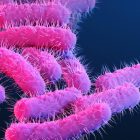 Kerala reports 146 Shigella cases, death toll rises to five