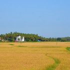Kerala seeks ₹110 crore Union aid as crop losses reach ₹99.29 crore