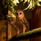 Japan launches first nationwide survey of animal cafes amid welfare concerns