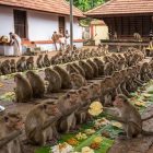 Monkeys get their Onam feast at this Kerala temple, a tradition of coexistence