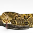 Snakebites are a bigger global problem than official figures suggest: New study