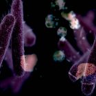 Kerala on alert as Shigella cases rise amid fresh Nipah concerns