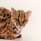 New wild cat species identified in Bolivia's cloud forests
