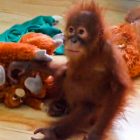 Odisha sets up expert panel to oversee care of five rescued baby orangutans