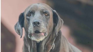 Shorter stride in senior dogs may signal dementia: Study