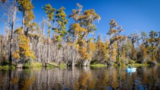 UNESCO adds Georgia's Okefenokee Swamp, Sarnath among new World Heritage sites