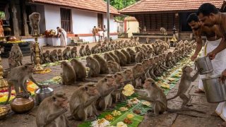 Monkeys get their Onam feast at this Kerala temple, a tradition of coexistence