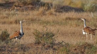 Great Indian Bustard: Study maps 16 priority conservation areas