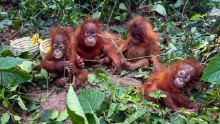 Odisha seeks approval to retain five rescued orangutans at zoo
