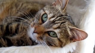 Study uncovers striking genetic similarities between cat and human cancers