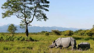 Manas National Park reopens for 2026–27 ecotourism season in Assam