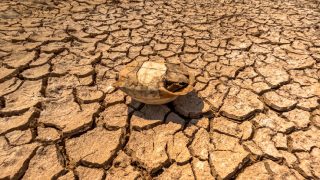 Researchers outline five actions to limit health risks from strengthening El Niño