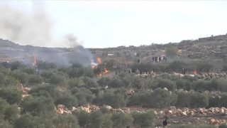 Israeli settlers attack West Bank olive harvest, injure journalist