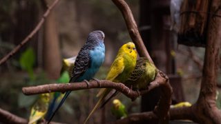 Delhi rescues 54 parakeets and 49 turtles, tortoises from pet shop