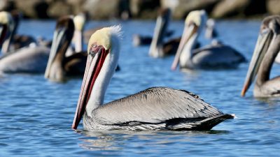 From 'The Blob' to El Niño: Why seabird deaths are rising again