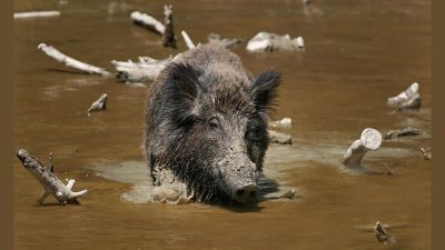 India government rejects Kerala’s plea to declare wild boar as vermin: State forest minister