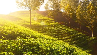Top five destinations in Munnar to immerse in this monsoon