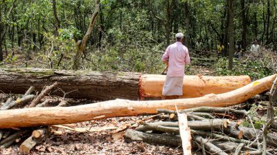 Tree-felling for Rishikesh-Bhaniyawala project intensifies amidst protests
