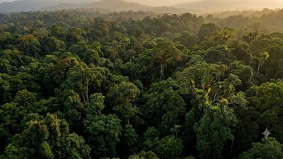 Rajasthan to fell over one lakh trees for power project; environmentalists seek SC panel's intervention