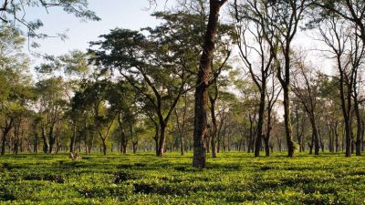 'Over six crore tourists visited Assam in last 10 years'