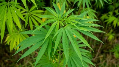 Himachal Pradesh legalises cannabis cultivation for medical and industrial use